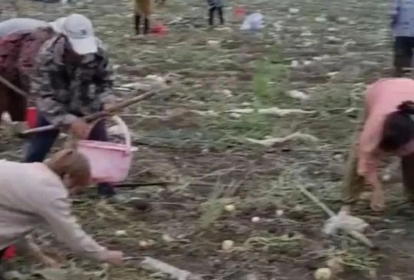 开云体育(中国)官方网站跟着农村经济和生计条目的改善-开云提款靠谱·欢迎您✅ 官网入口