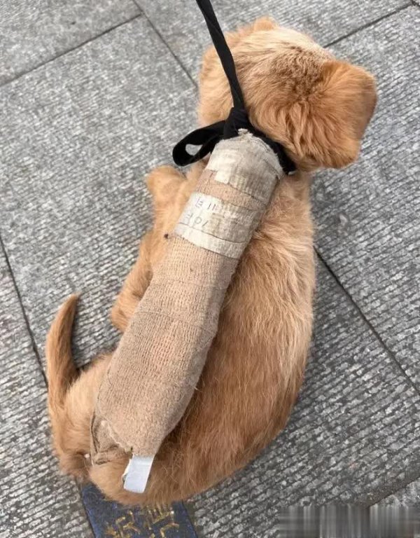 开云体育谁思到这小家伙不仅四肢自如-开云提款靠谱·欢迎您✅ 官网入口